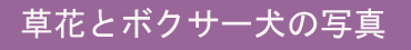 草花とボクサー犬の写真集