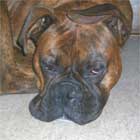 �}�b�N�X�i�{�N�T�[���j