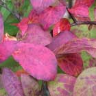 �����E�u�̍g�t