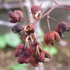 �T���V���E�̎�