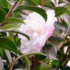 �T�U���J�̉�