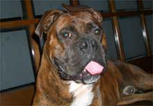 ��y�̓}�b�N�X�ł���